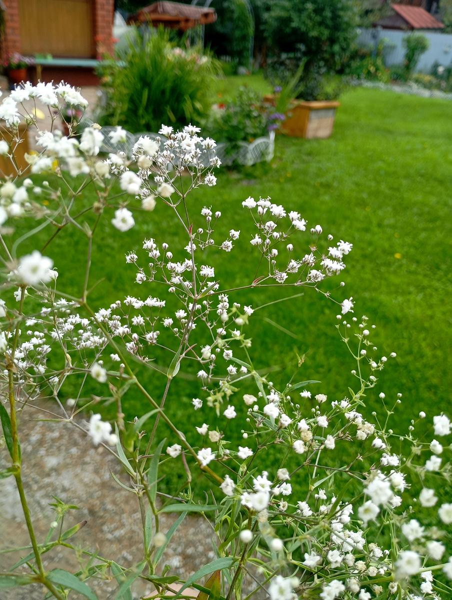 Испортилась погода, всё ближе к осени, гипсофила метельчатая в нашем саду