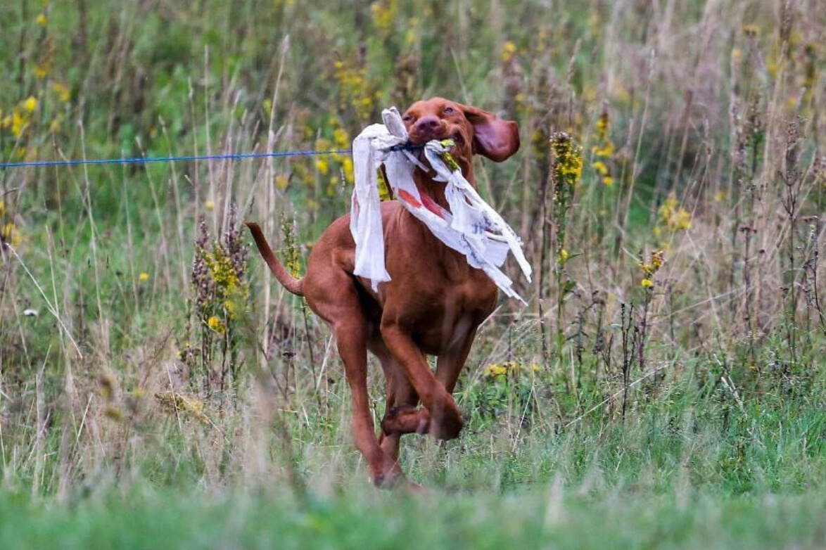 Курсинг для многих собак становится очень важным и приятным делом, Фото Александр Смирнов/kinologsmirnov.ru
