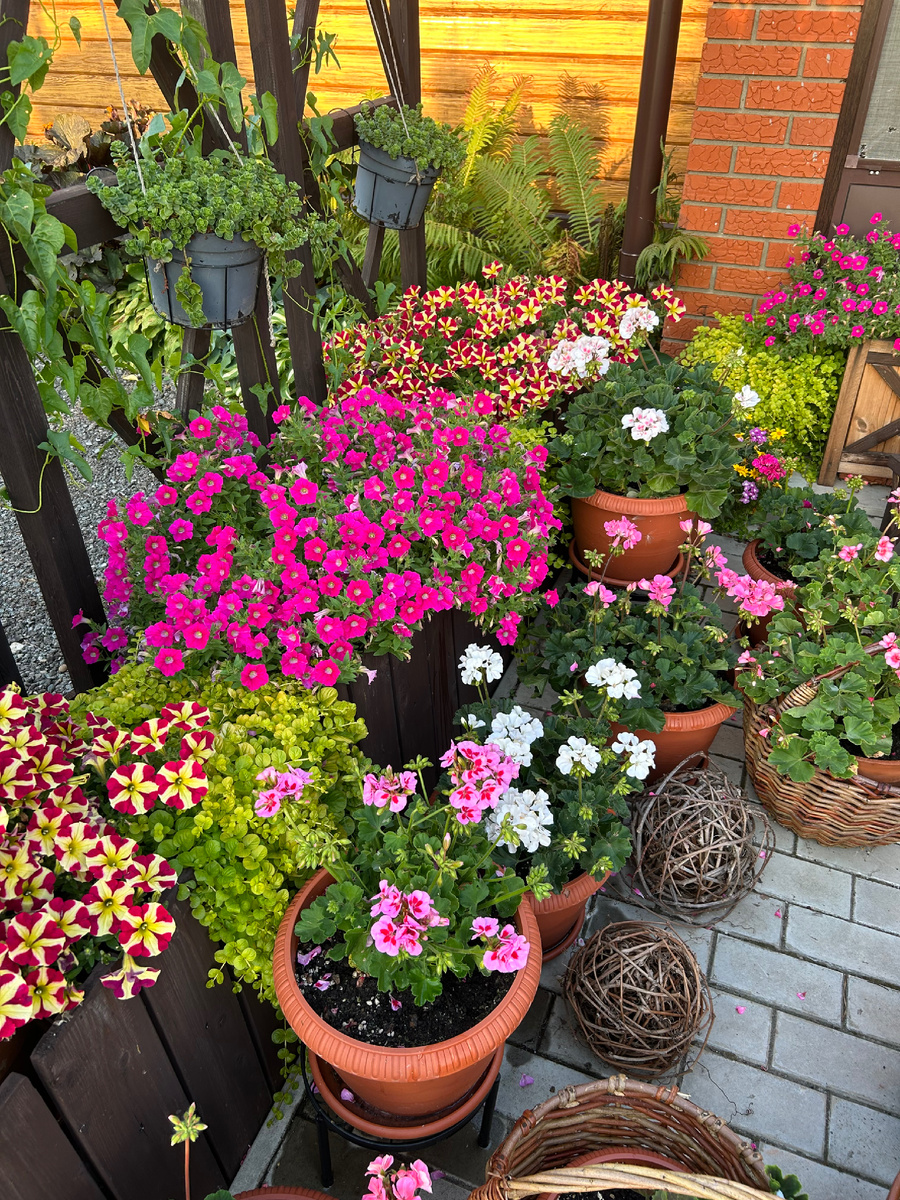 Горшечный садик у крыльца. Фото Мой второй сад.