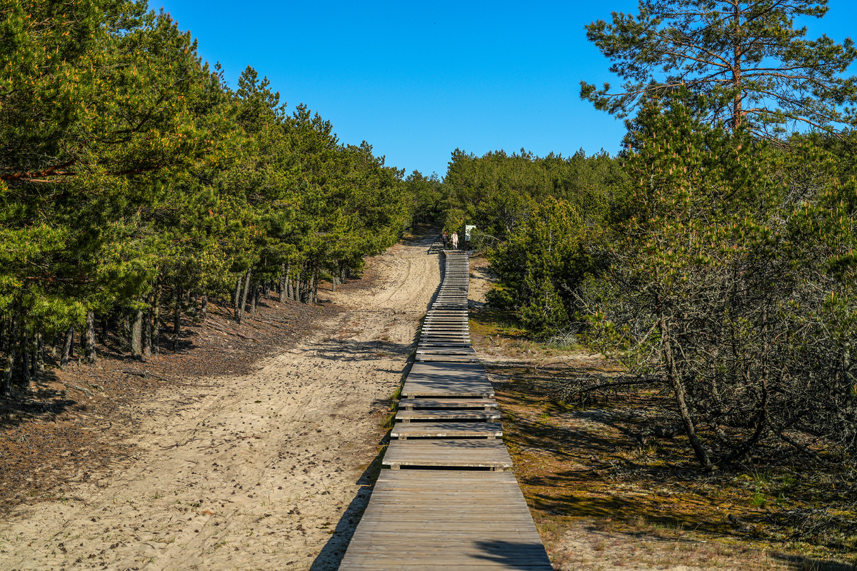 Экотропа на озеро "Лебедь". Куршская коса. Калининградская область. Фото: М. Рябинин