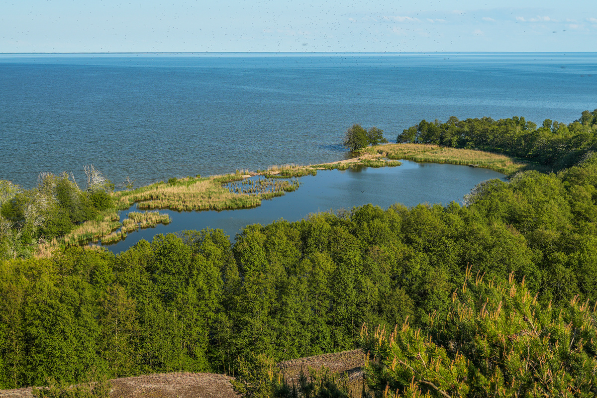 Озеро "Лебедь". Куршская коса. Калининградская область. Фото: М. Рябинин