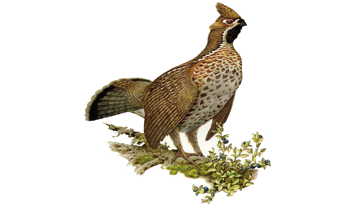 Из открытого доступа