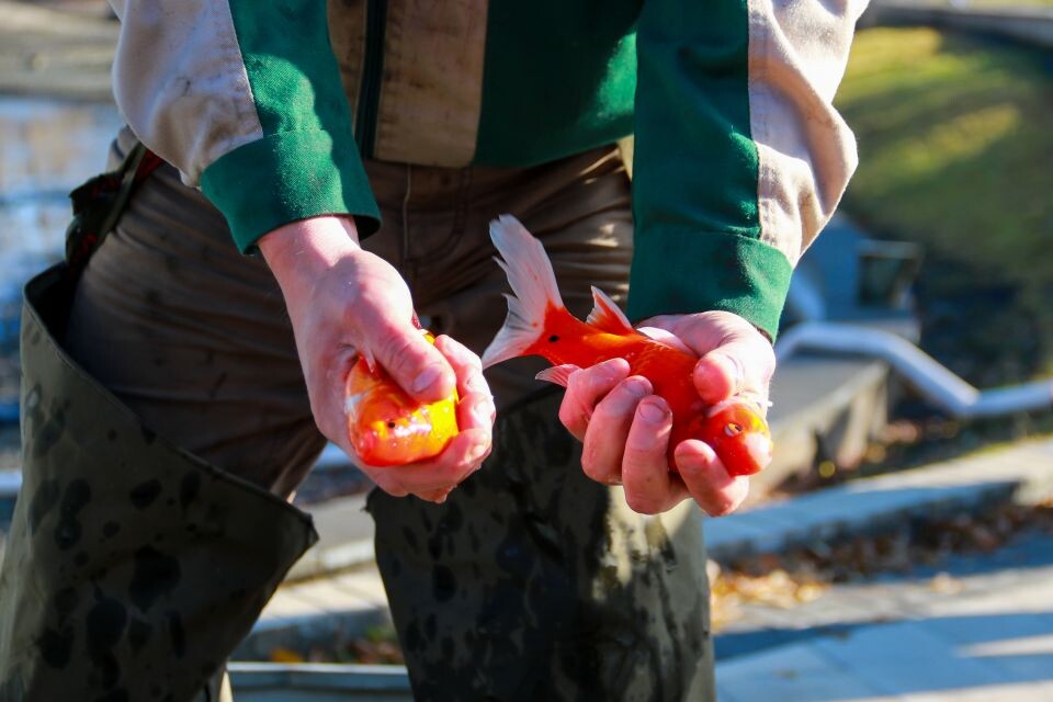    Карпы в барнаульском парке "Изумрудном". Источник: Виталий Барабаш