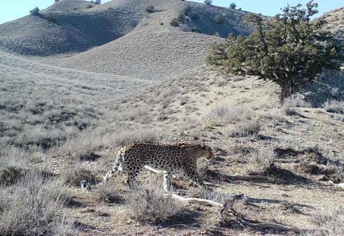 Переднеазиатский леопард, 23 декабря, 2018 г., Копетдагские горы, Туркменистан (Фото: aarhusashgabat.org)