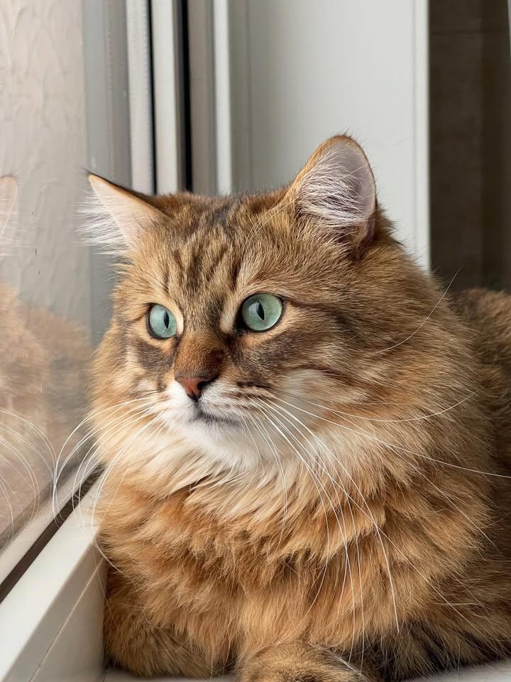 иллюстрация из яндекс картинки.