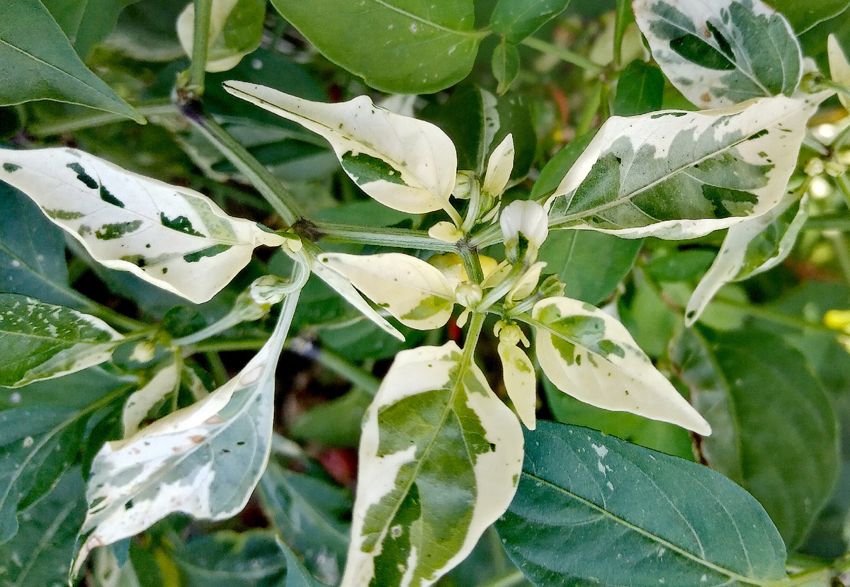 Фото автора от27.08.2025г. Портрет вариегатных листьев рыбного перца.