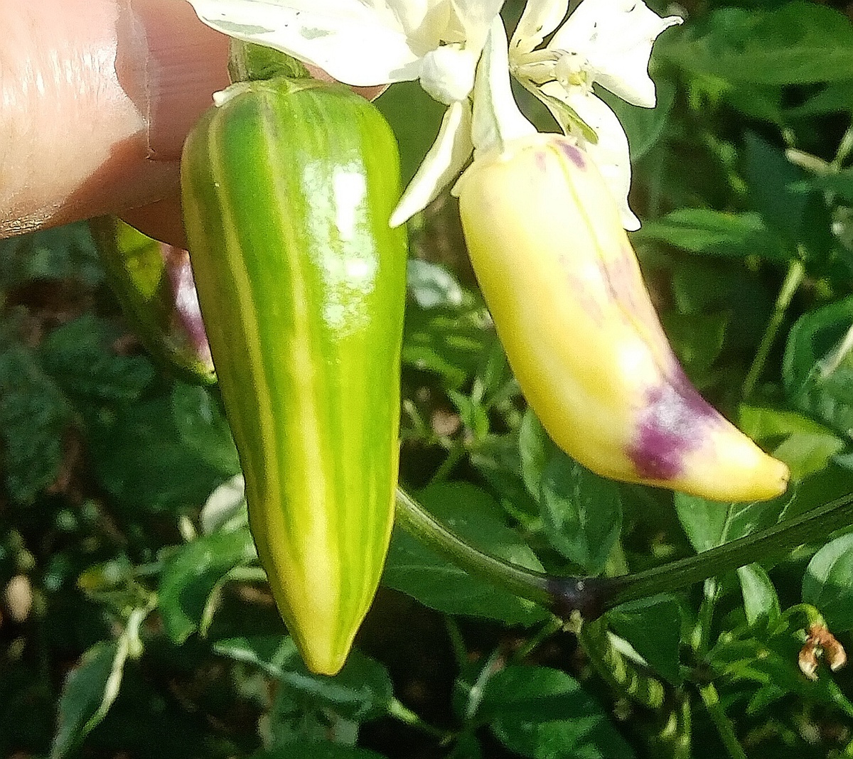 Фото автора от 27.08.2025г. Плоды перца Рыбка в техничнской зрелости.