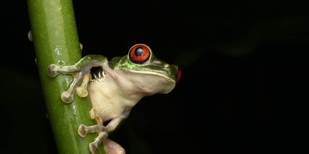 Почему мы икаем: большой разбор феномена