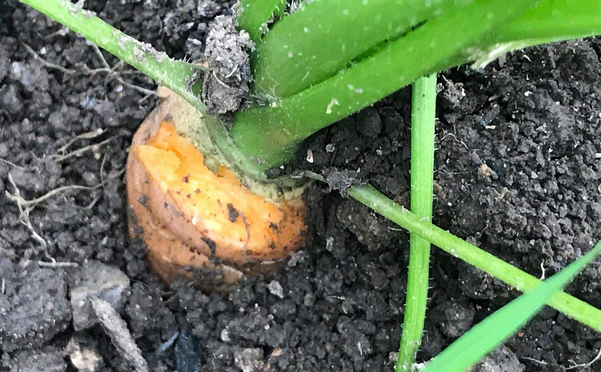 «Полив вовремя = ровная морковь».