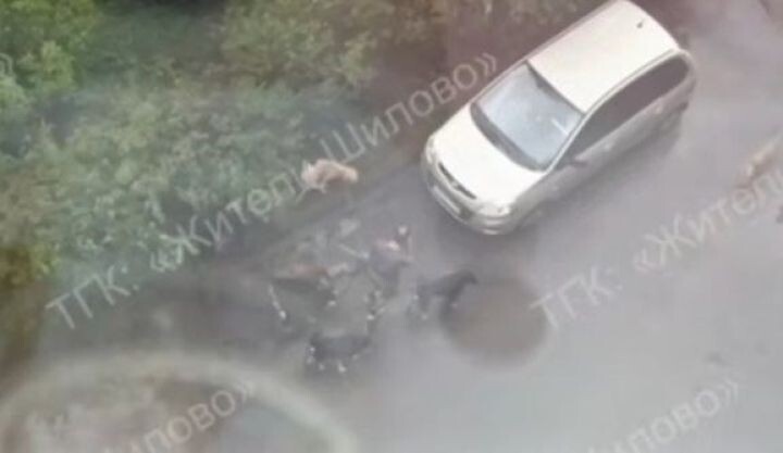    Фото: скриншот из видео