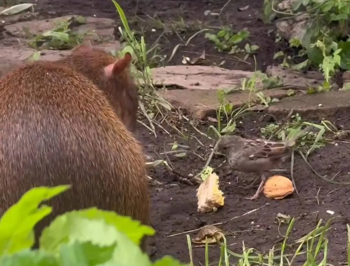    Фото: скриншот видео пресс-службы Ленинградского зоопарка