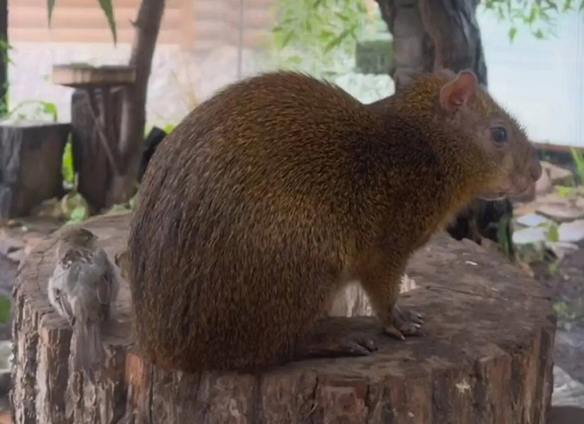    Фото: скриншот видео пресс-службы Ленинградского зоопарка