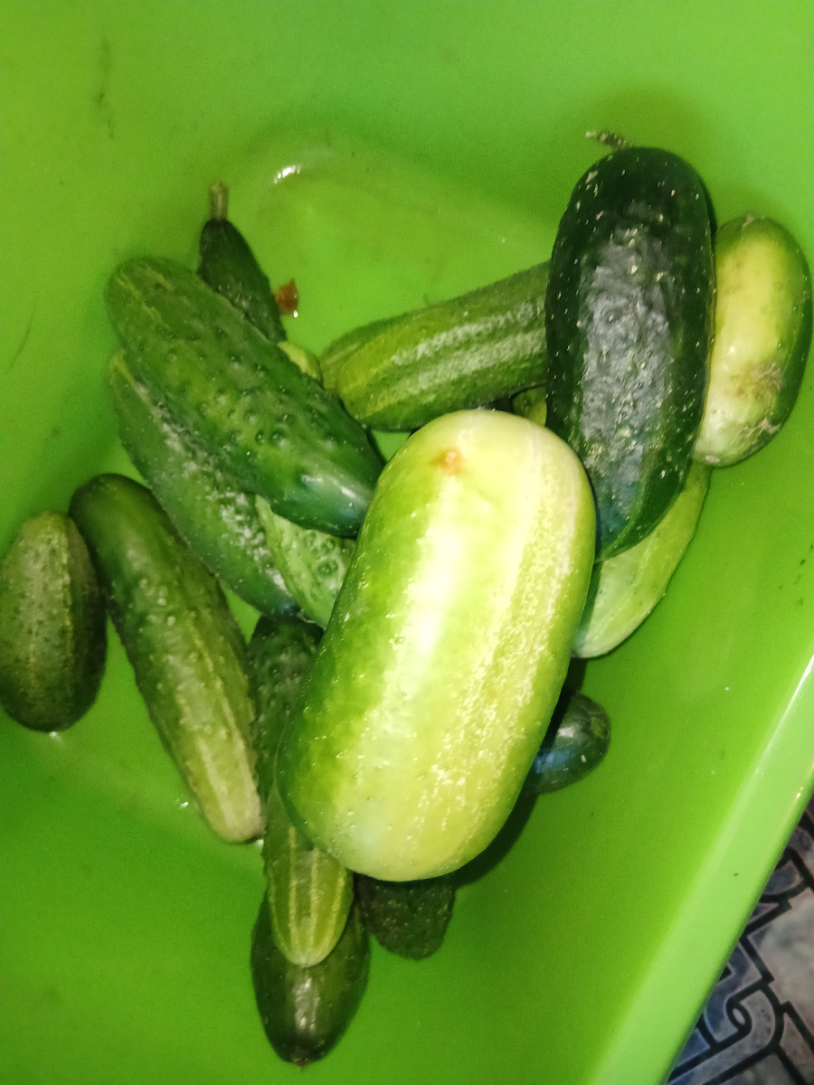 Переросшие огурцы. 