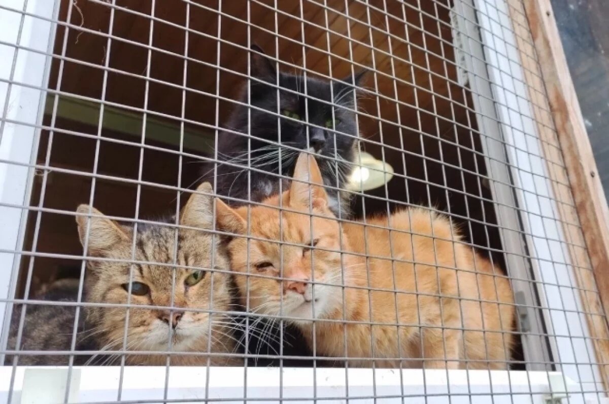    Взятых из приютов Пскова животных чаще всего возвращали назад в пандемию