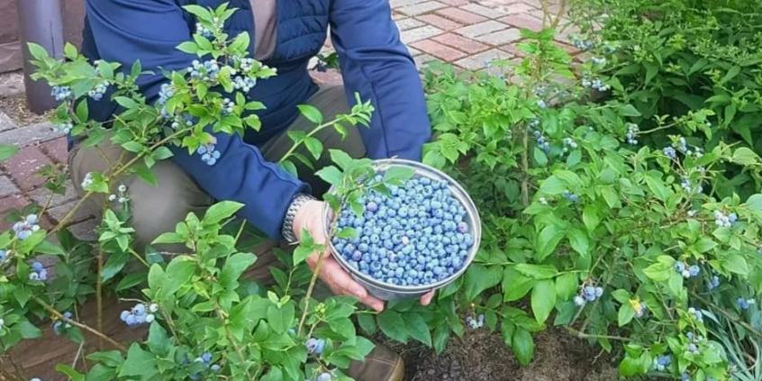 Что делать с голубикой осенью, чтобы весной был большой урожай