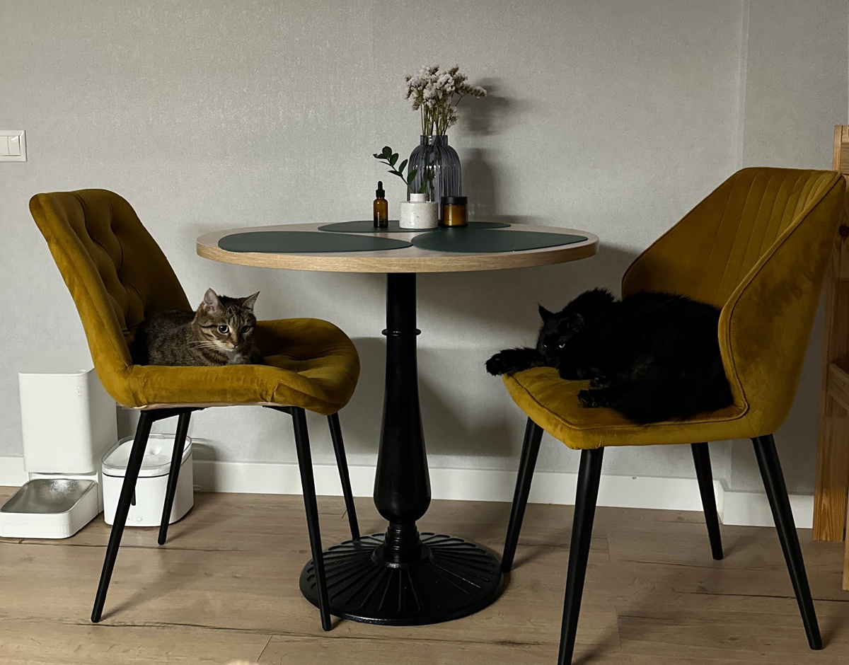 Домашние котики Юли Львовой