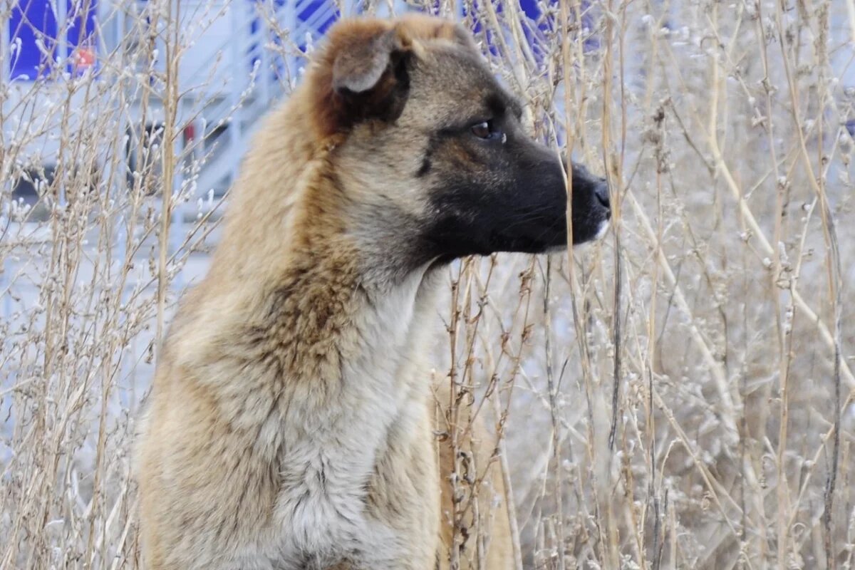    Меньше бездомных животных с улиц стал брать псковский приют «Лесопилка»