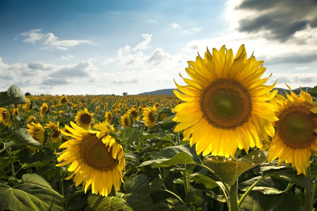 Фото: xefstock GettyImages