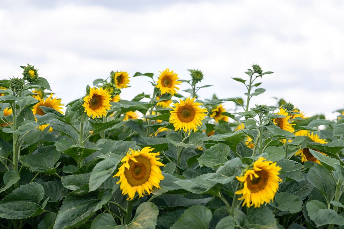 Фото: Александр Плонский / «Агроэксперт»