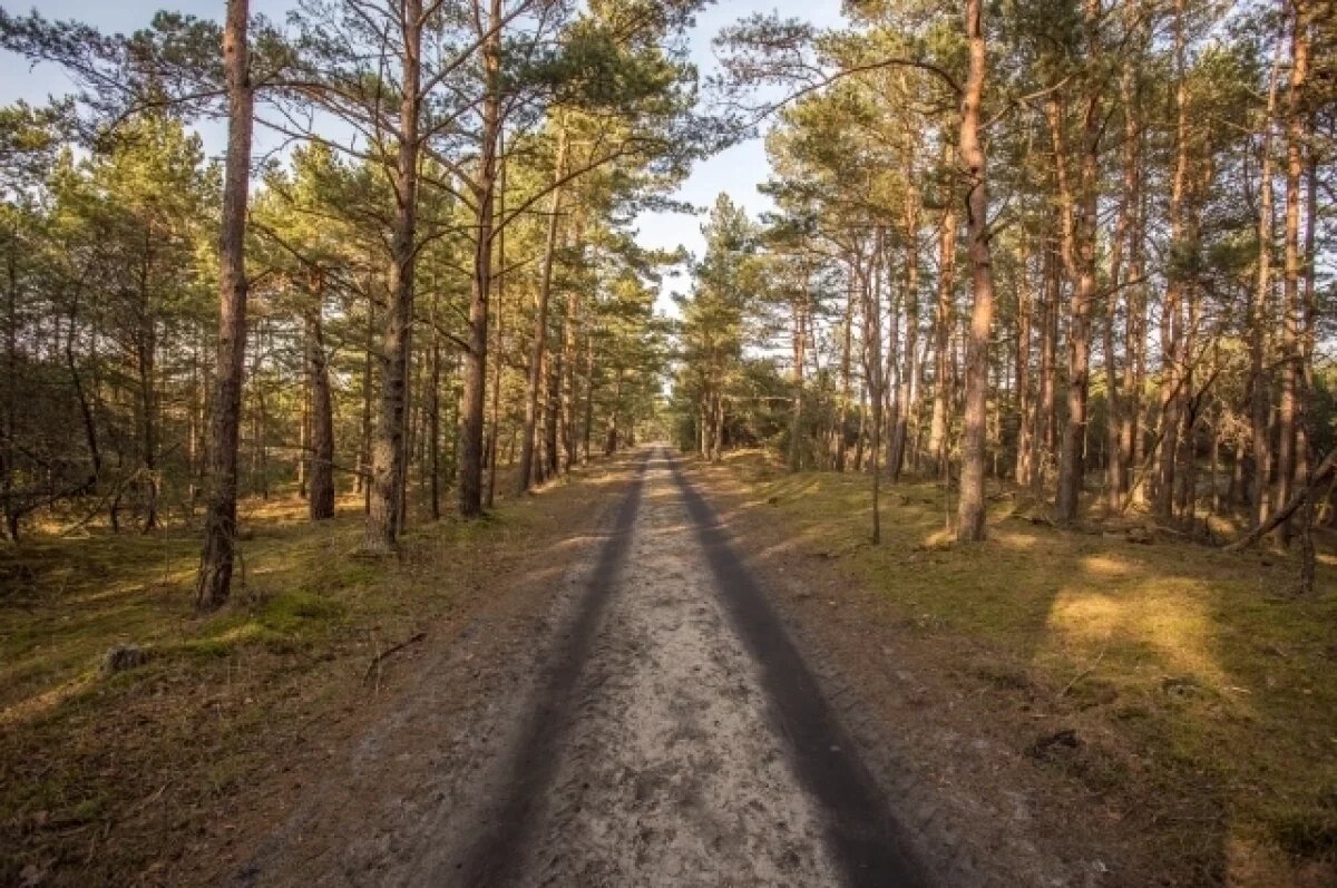    В Крыму еще на 21 день продлили запрет на посещение лесов