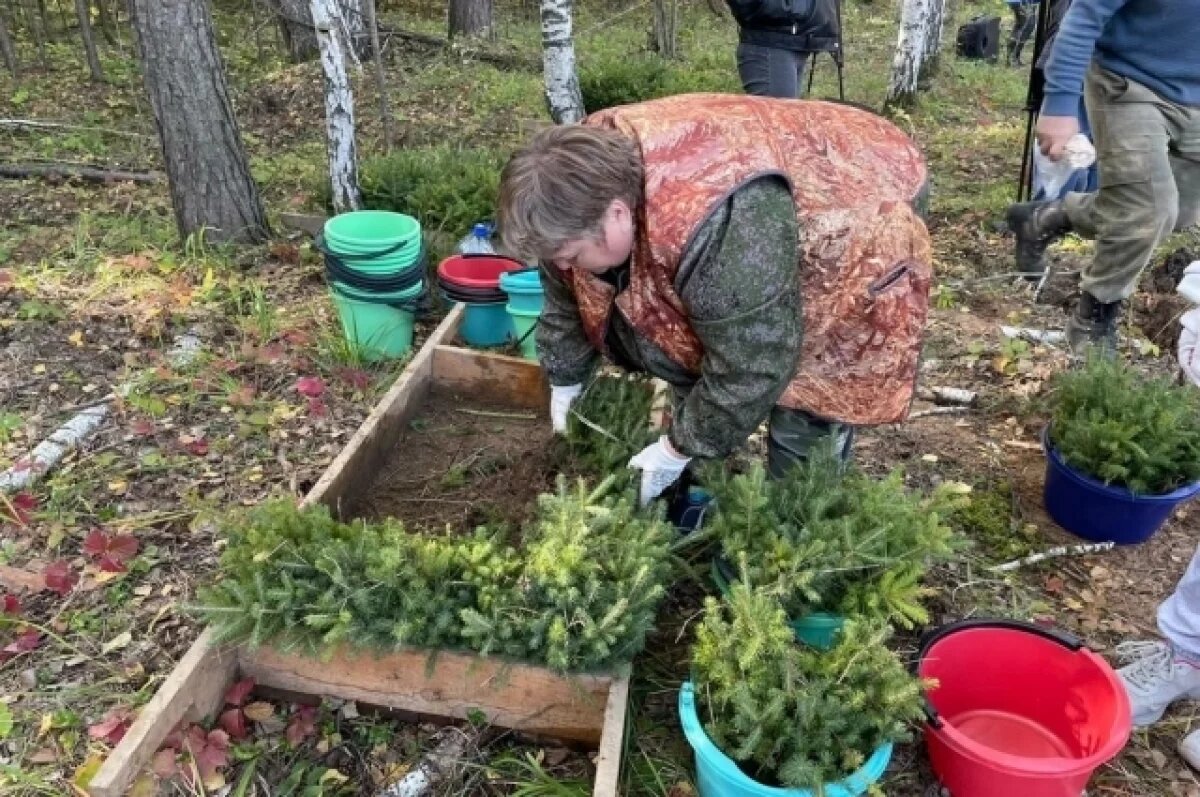    Названо место главной площадки акции «Сохраним лес» на Урале