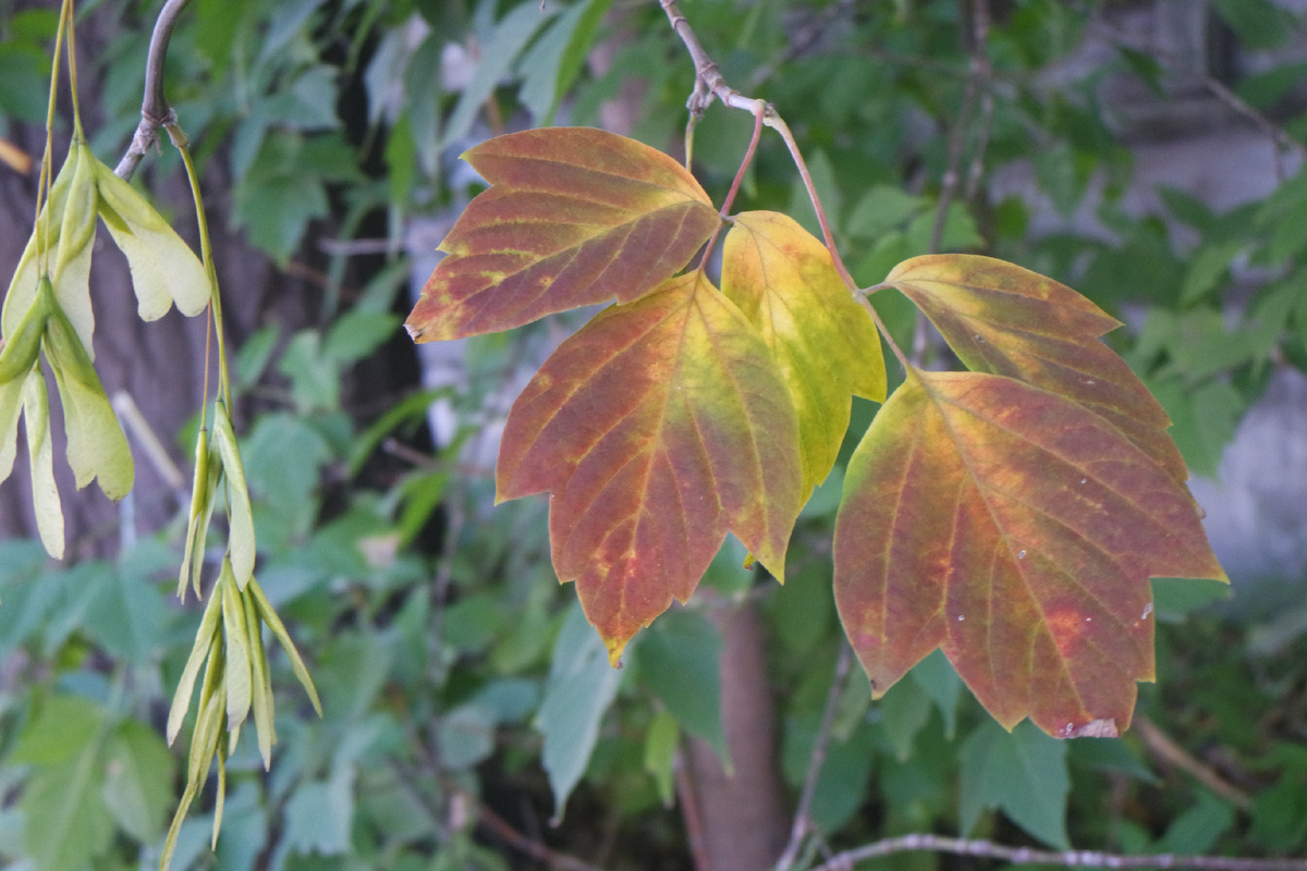 август, Сибирь, 2025