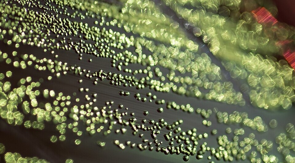   Gene Drendel / Wikimedia Commons / CC-BY-4.0