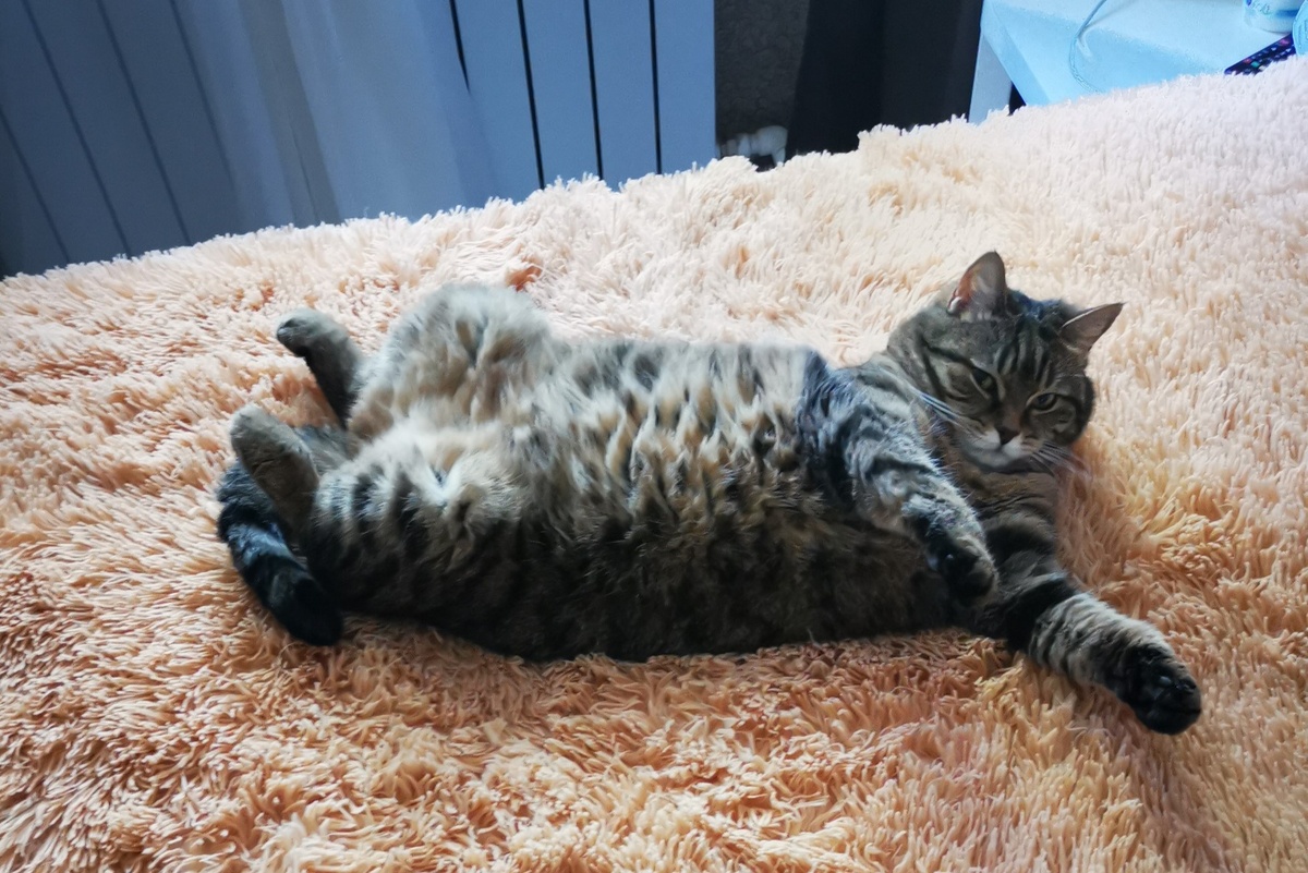 Счастливая кошка Юли Дементьевой