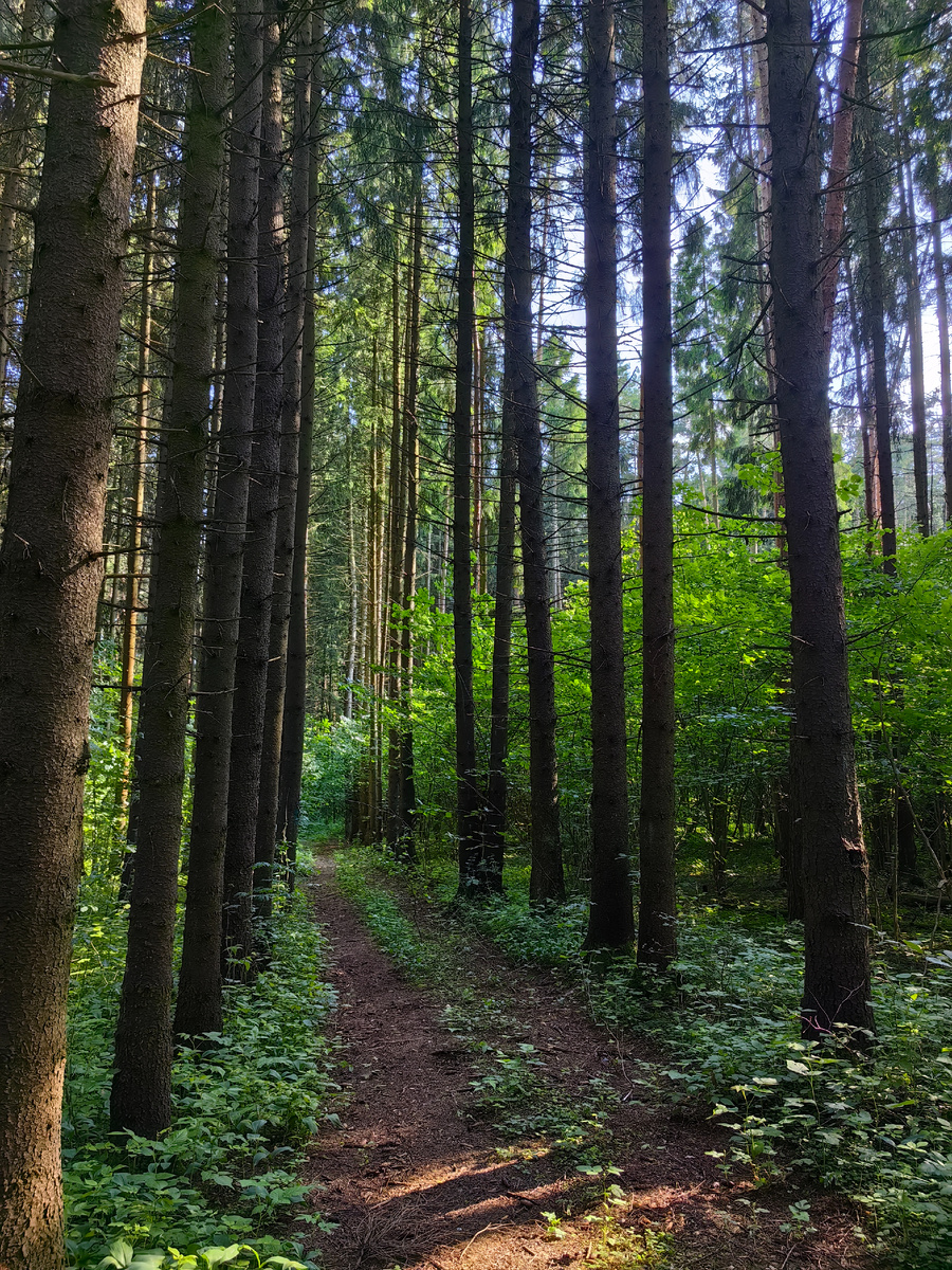 Наш прекрасный лес.