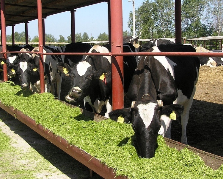     С 1 сентября в 10 школах Курской области начнут свою работу агротехнологические классы