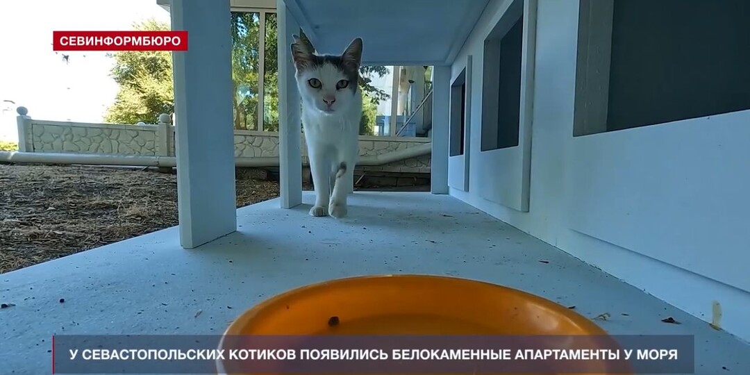 Кошачьи особняки Севастополя: как студенты превратили домики для бездомных котов в произведения искусства
