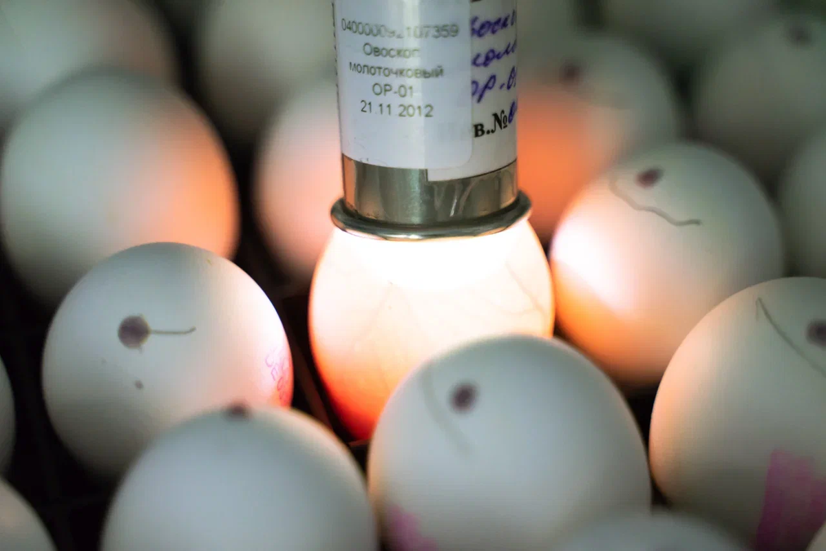 Российская технология имеет важное преимущество — неинвазивный способ нанесения биостимуляторов