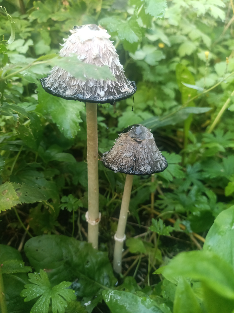 Это они на следующее утро