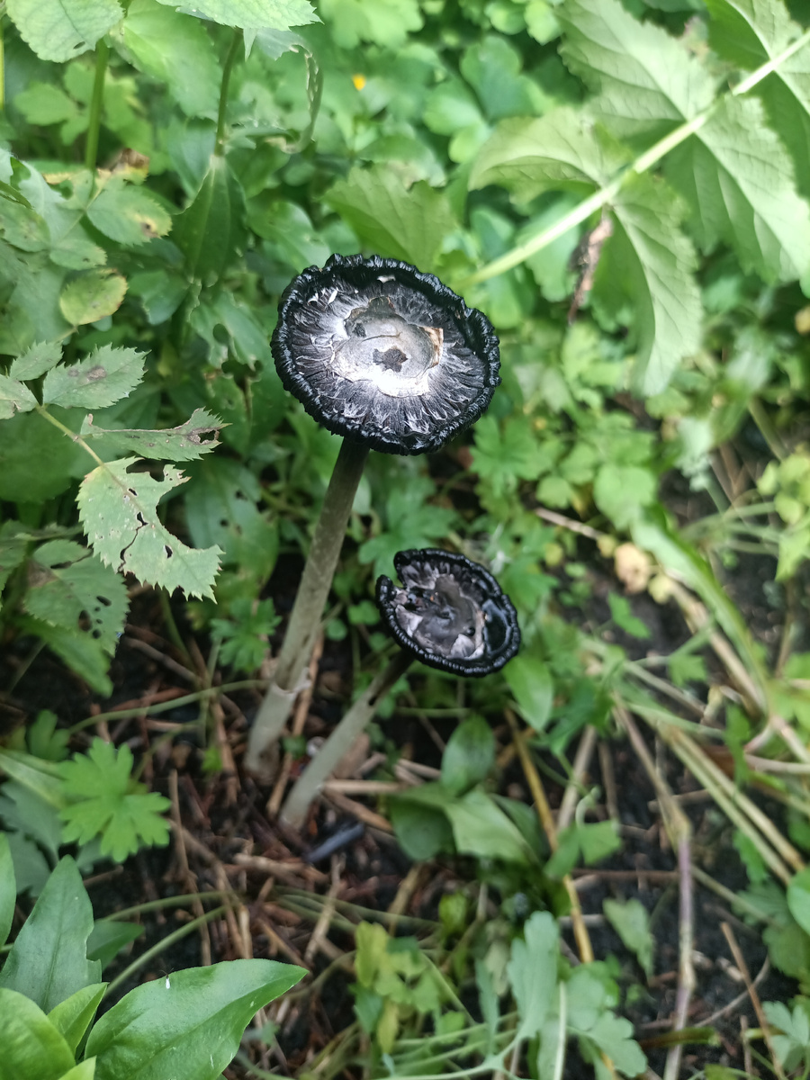 И вечером, через сутки, после обнаружения. На следующее утро их уже не было.