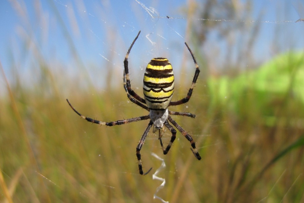    Фото © Wikipedia / Anaxibia