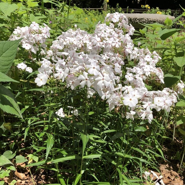Флокс метельчатый держит дождь и ночную прохладу, пахнет вечером и спокойно цветет до сентября - именно такой выносливости ждал северный сад.