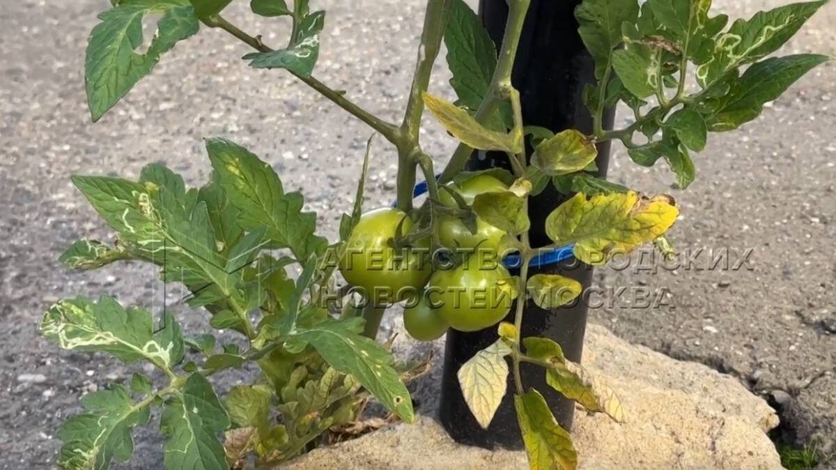    Фото: скриншот из видео / агентство «Москва» / Telegram