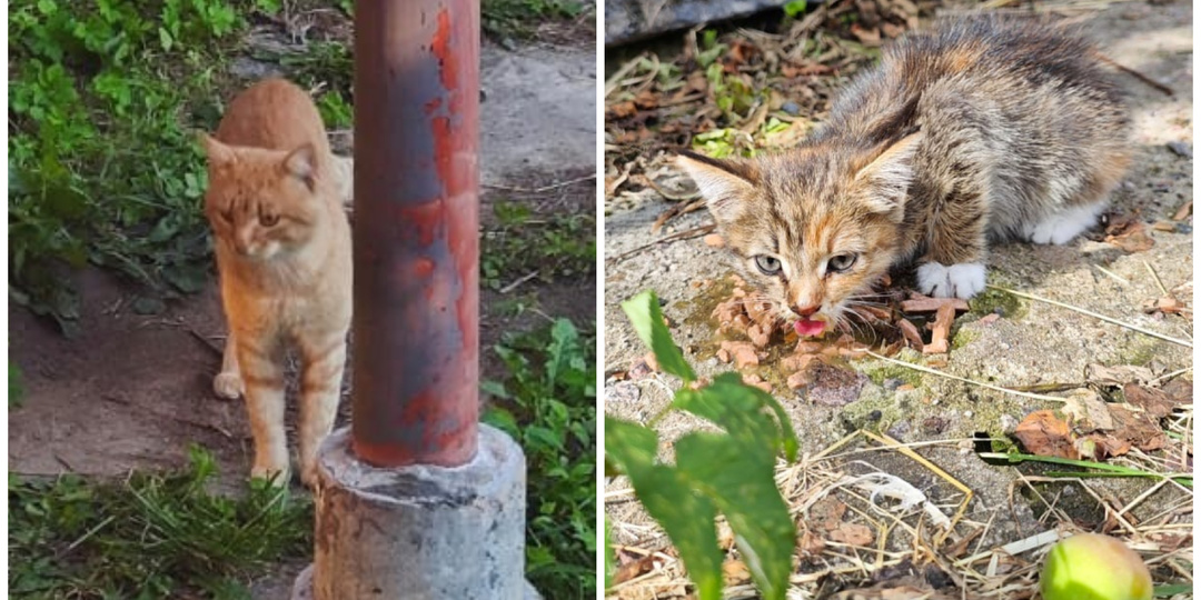 Бездомный кот привел котенка в зоогостиницу, пока его мама побиралась у Магнита
