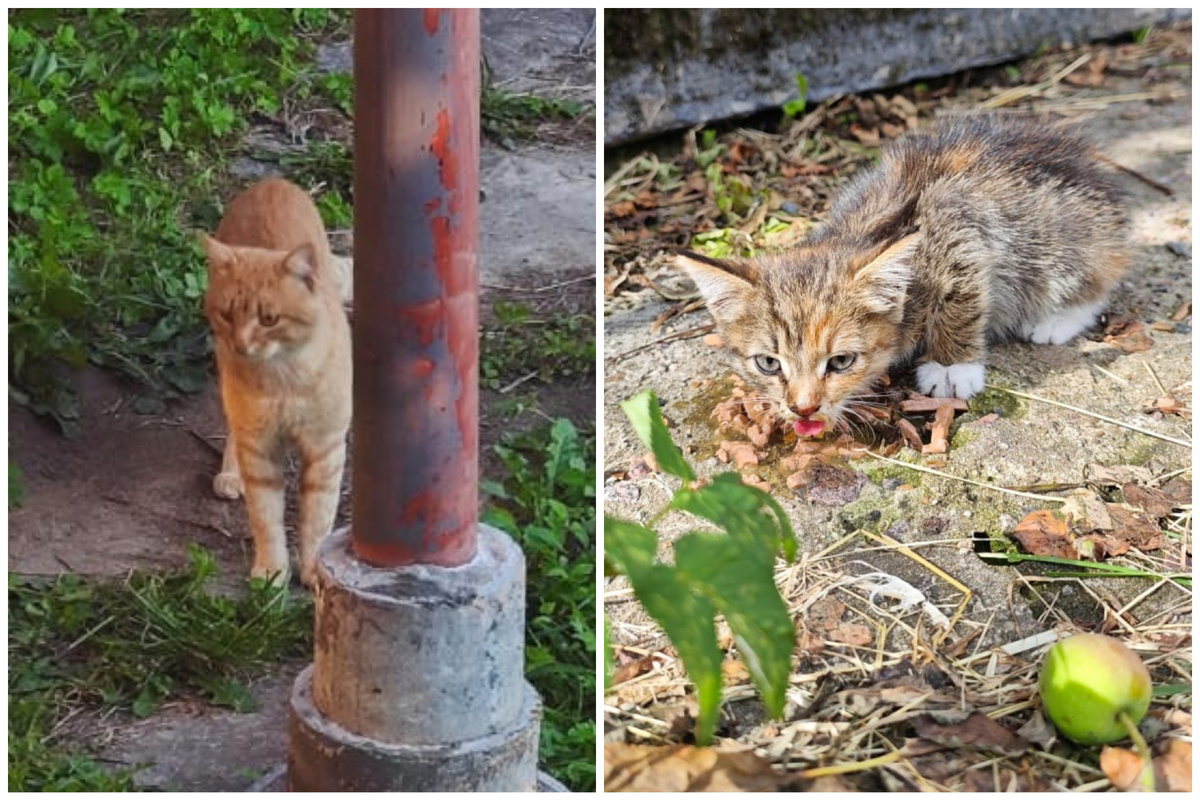 Рыжик и Дэля♥️