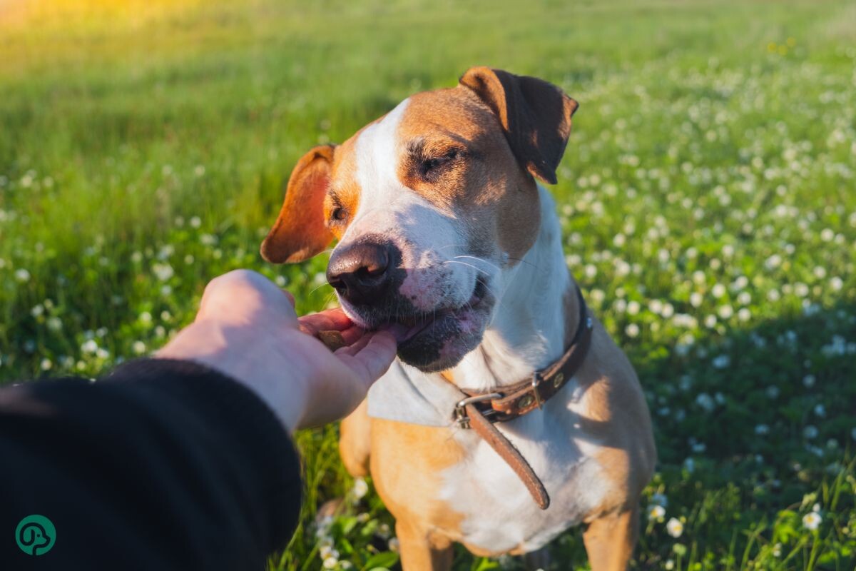 Хозяин поощряет собаку на дрессировке 