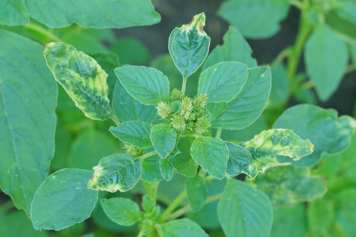 Эксперт компании Листерра о нарастающей проблеме ALS-устойчивой щирицы