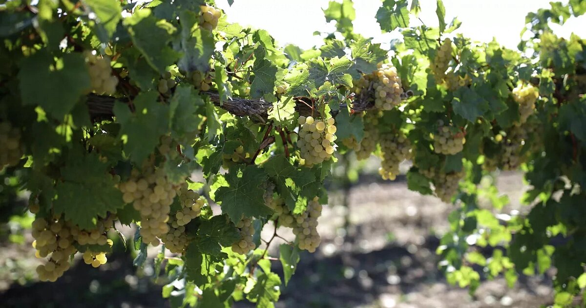 Фото: Виталий Тимкив / РИА «Новости»