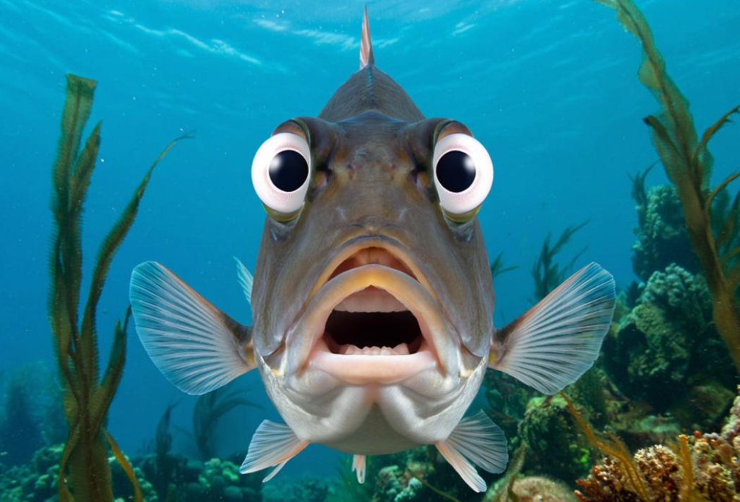 Так ИИ видит треску с выпученными глазами 