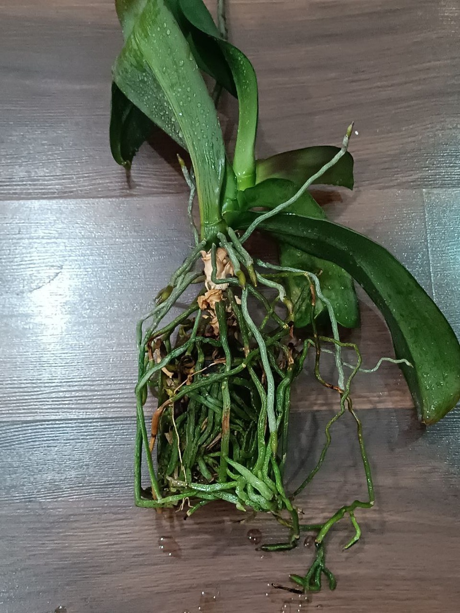 Фото моего Sacrifice. Только посмотрите какая шикарная корневая! Нижний лист слегка потерял тургор из-за того, что субстрата совсем не осталось и орхидее неоткуда брать питание