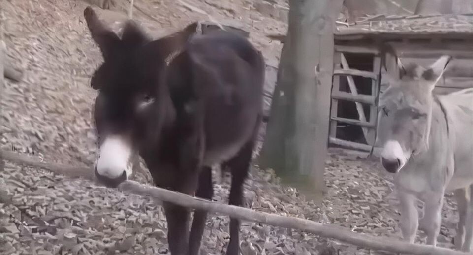    Стоп-кадр видео