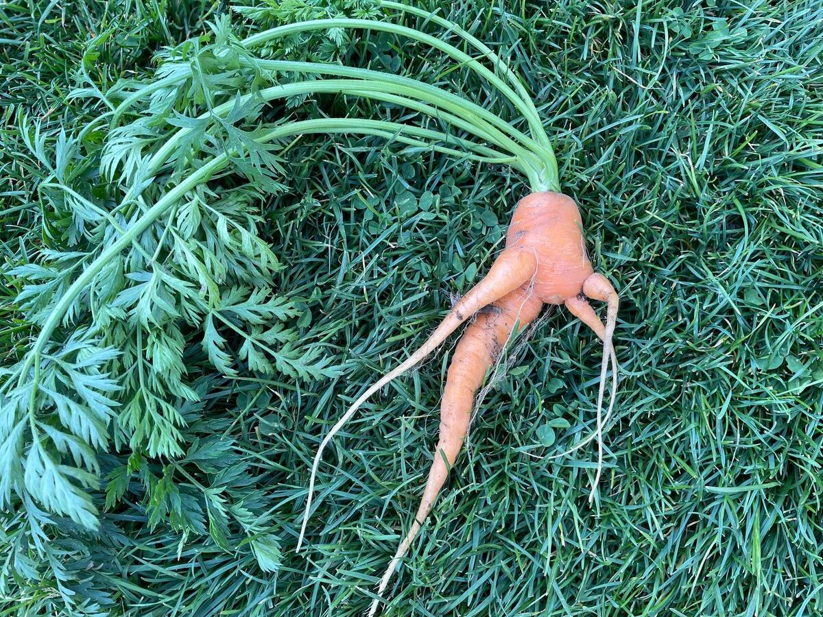 Кривая морковка. Фото автора