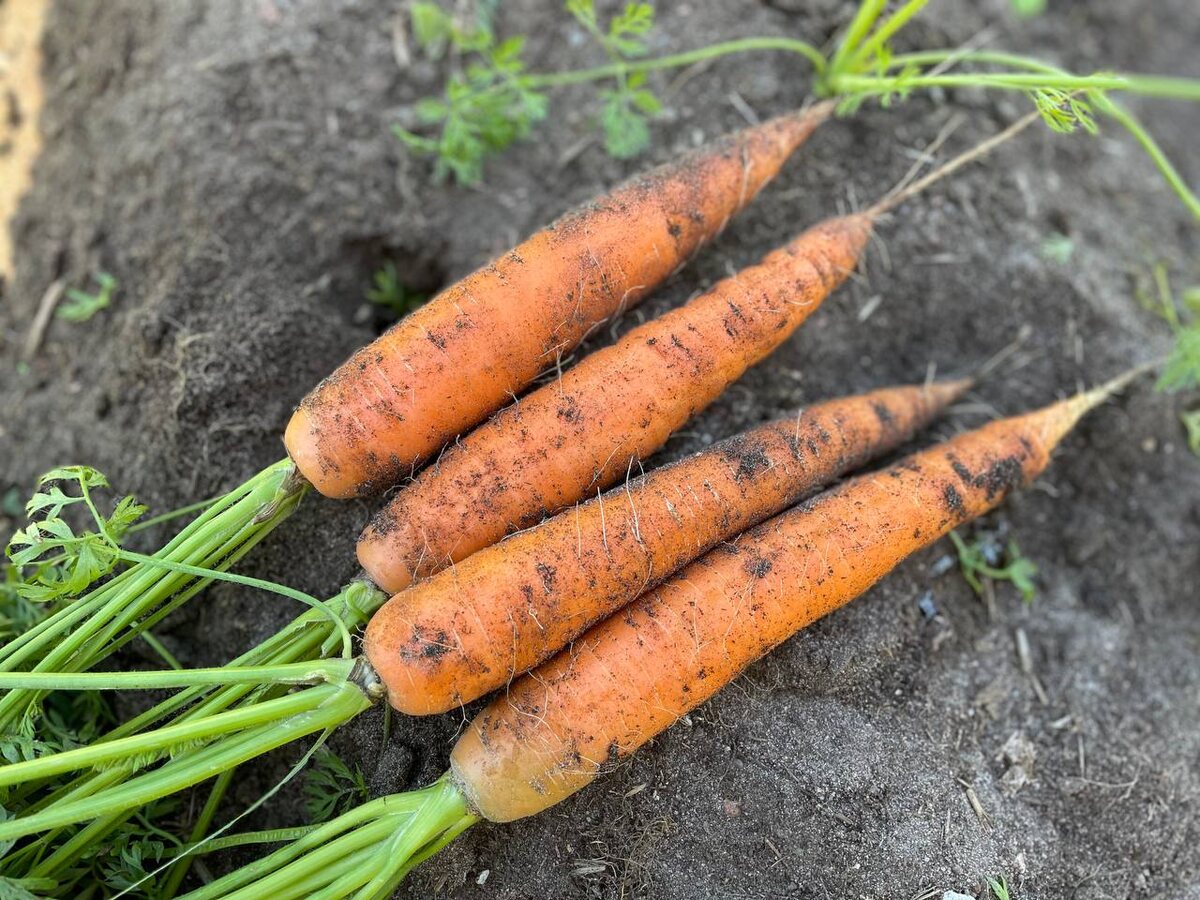 Морковь, посеянная 10 июня. Фото автора 