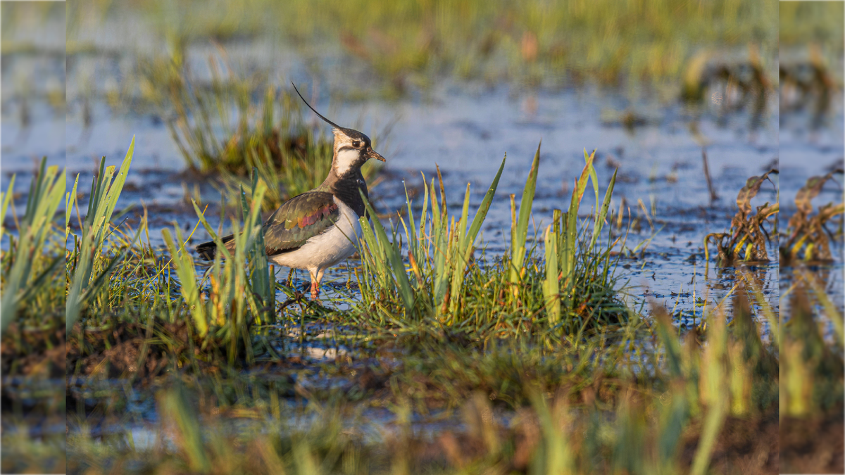 Фото: IMAGO/A. Trepte/globallookpress.com