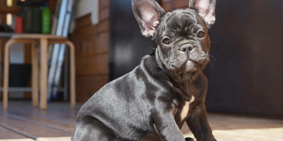 Француз, который не про Париж: как жить с бульдогом в городе