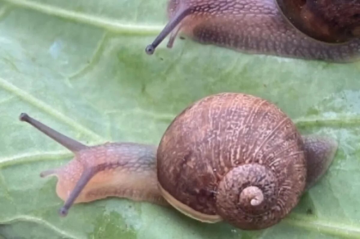    В Новой Зеландии объявили всенародный поиск партнера для редкой улитки Неда